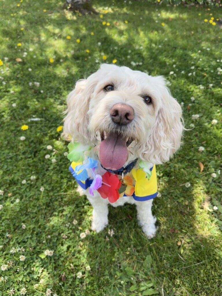 safari ward summer celebration