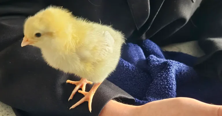 newhaven chicks